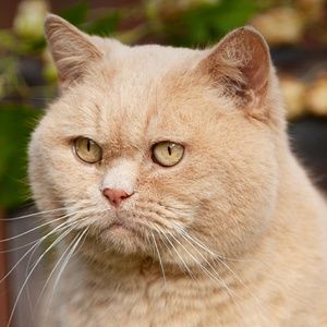 Meet your Posher, Editha